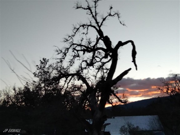 sunset/tree